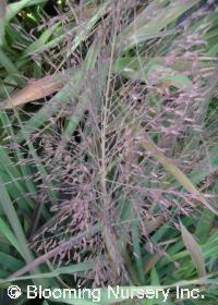 Eragrostis spectabilis